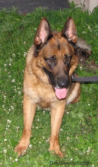 A tan and black shepherd sitting in the grass wearing a black leash with his tongue hangning out